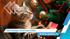 Как защитить новогоднюю елку от домашних питомцев?