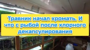 Травник начал хромать. И что с рыбой после хлорного декапсулирования