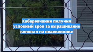 Хабаровчанин получил условный срок за выращивание конопли на подоконнике