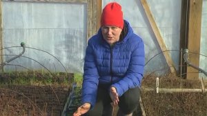 Как зимуют растения в нашей теплице