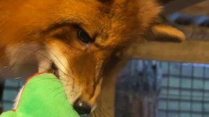 Лиса-Алиса. Пока лис Игнис занят игрушкой, можно немного прибраться