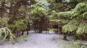 1409 кв.м. Вашего персонального хвойного леса в Подмосковье