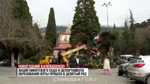 Время наряжать и наряжаться: какие растения украшают на юге Крыма к Новому году и Рождеству?