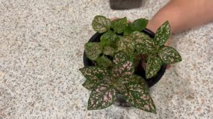 Гипоэстес особенности ухода и посев. Сорт Splash Select Rose и Confetti Compact red