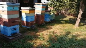 Состояние пасеки на 11 июля 2022 года