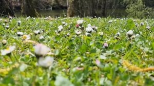 Красота природы после дождя. Красивое видео