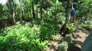 Бали 2025 птички,бабочки и кофе