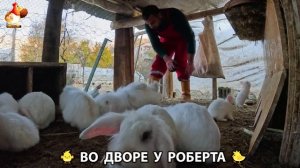 Содержание кур в домашних условиях и других птиц во дворе у Роберта 🐣🐤🦆🐔🪿🦃 (375)