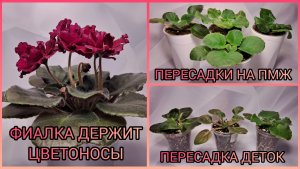 Фиалка держит цветоносы. Пересадки на ПМЖ. Пересадка деток.