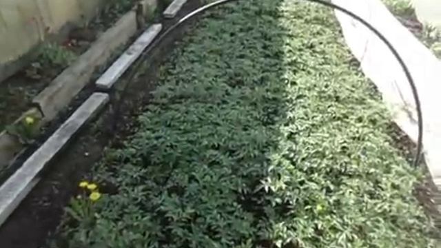 КАК МЫ ВЫГЛЯДИМ СЕГОДНЯ.  Обзор огорода и рассады томатов 15 мая 2017 года