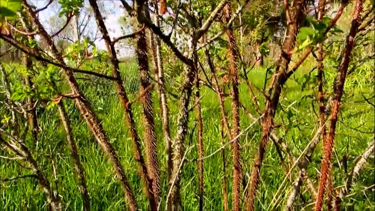 Весна. Шиповник на ветру. смотреть онлайн