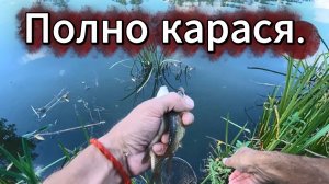 Рыбалка. Карася как грязи