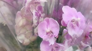 #орхидеи разные и их много.#Брянск Оби