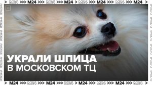 Шпица украли у девушки, которой стало плохо в московском ТЦ