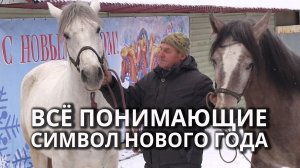 Сотрудники конного клуба в Саратове рассказали о своих питомцах