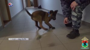 Петрозаводские полицейские-кинологи передали двух щенков бельгийской овчарки малинуа новым хозяевам