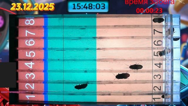 Мадагаскарский Таракан забег 23.12.2025 смотреть онлайн