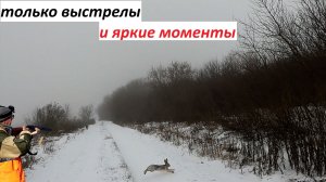яркие моменты с охот на кабана,косулю,лося,зайца и утку 2025