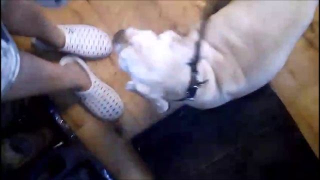 КАК ОБУЧЕННАЯ СОБАКА ВЫХОДИТ . БЕЗ ОШЕЙНИКА И ПОВОДКА И С ПОВОДКОМ. смотреть онлайн