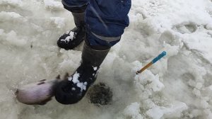 Форель на пасту. Основной водоём.