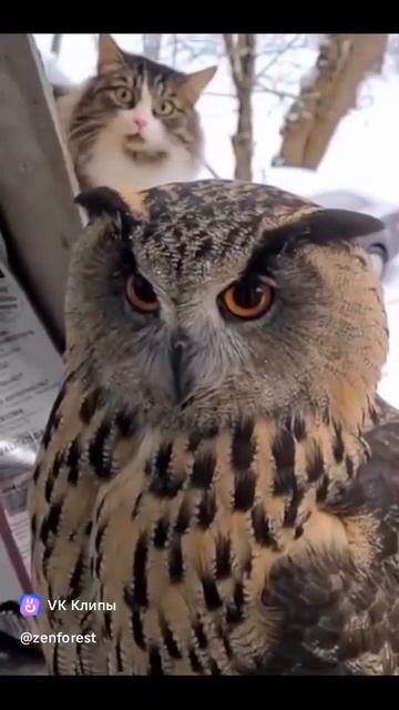 A story about animals 🐱🦉 смотреть онлайн