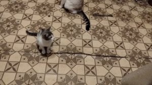 Не дадите конфет возьму сама.У котёнка "Катушечницы" теперь есть имя.