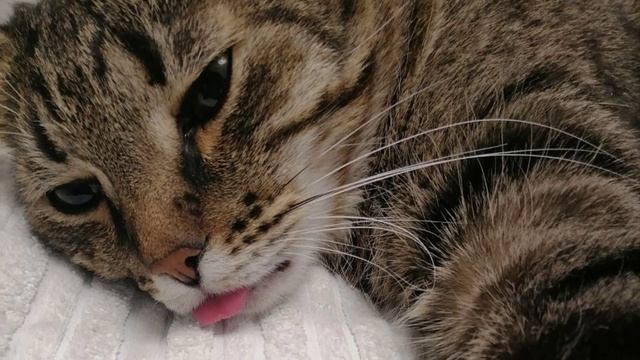 Коты,цветы,любовь... ) смотреть онлайн