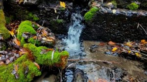 Симфония пения лесных птиц 🎶 • Расслабляющий звуковой ландшафт для глубокого сна