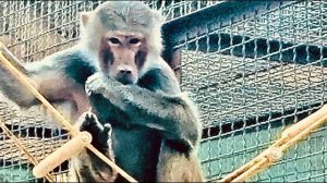 И снова ГАМАДРИЛЬИ СТРАСТИ! Елисей научился пить пюрешку, а Лида от злости КУСАЕТ ЛОКТИ))(