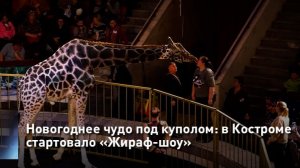 Новогоднее чудо под куполом: в Костроме стартовало «Жираф-шоу»