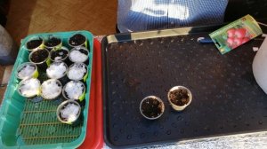 Сажаю в январе семена томатов сорт Гномик, для ранней посадки в теплицу