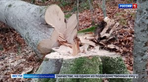 55 летний житель Бабугента задержан за незаконную вырубку лесных насаждений