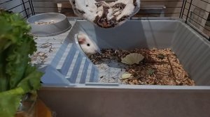 Животные грызуны #животныедома #милота #пушистики #забавные животные #милые животные #морские свинки