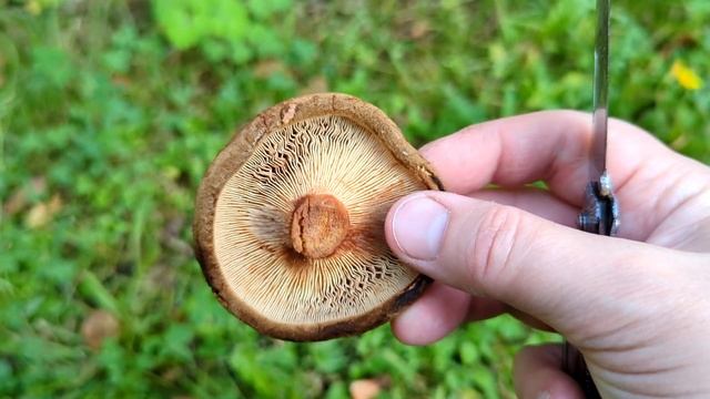 Свинушка тонкая (Paxillus involutus). Как выглядит гриб на мест? смотреть онлайн