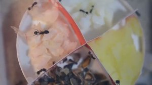 Как обеспечить муравьев белком Все о правильном питании