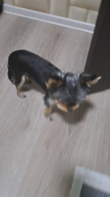 Моё домашнее животное. первая часть