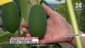 Крымская папайя может появиться на прилавках магазинов