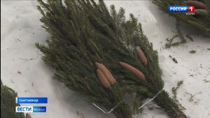 До Нового года осталось 5 дней: в Сыктывкаре начали работать ёлочные базары