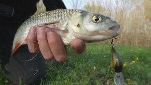 ЗАБРАЛСЯ НА НИВЕ НА ЛЕСНУЮ РЕКУ! Рыбалка на спиннинг среди коряг на разную рыбу.