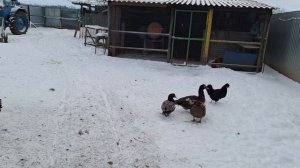 О жизни деревенской.