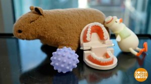 Стресс? Погладьте кого-нибудь пушистого! Доброе утро. Фрагмент выпуска от 26.12.2025