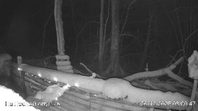 LIVE: На лесной опушке. Природа онлайн смотреть онлайн