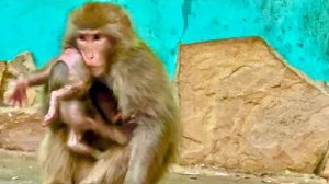 Мама макака так и не научилась носить малыша правильно, но это так мило)))