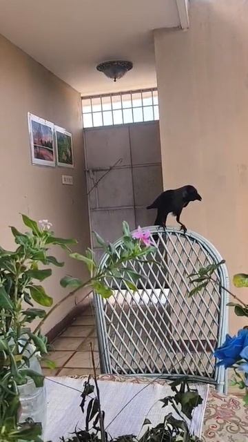 В моем доме в Индии хочет поселится скандальная ворона. Она совсем меня не боится.