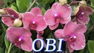 №1157/ БОЛЬШАЯ поставка ШИКАРНЫХ орхидей в OBI смотреть онлайн