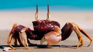 Морские животные для детей Обитатели морей и океанов развивающее видео для малышей