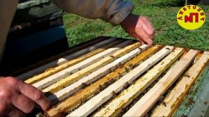 Развитие отводка пчёл с весны и до весны