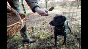 Где растут трюфели в России? Раскрываю секрет!