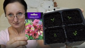 Декабрь 2025 года. Хроника в городе. Есть немного семян на 2026 год и кое-что уже растет.