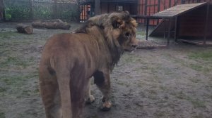 Мистические исчезновения и появления льва Шерхана. Как почувствовать себя Королем саванны.